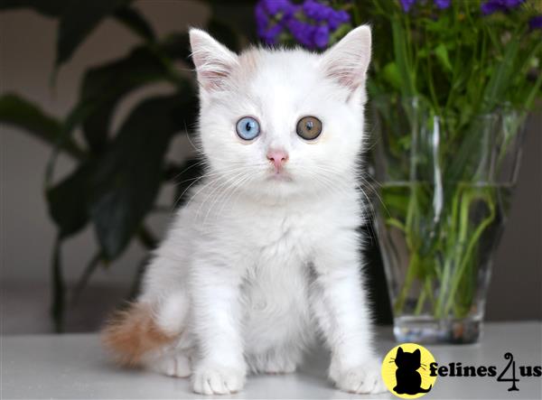 thechubbyfacedcat Picture 1